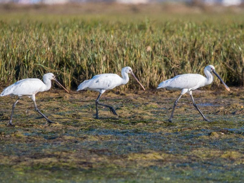 Vogels spotten Europa