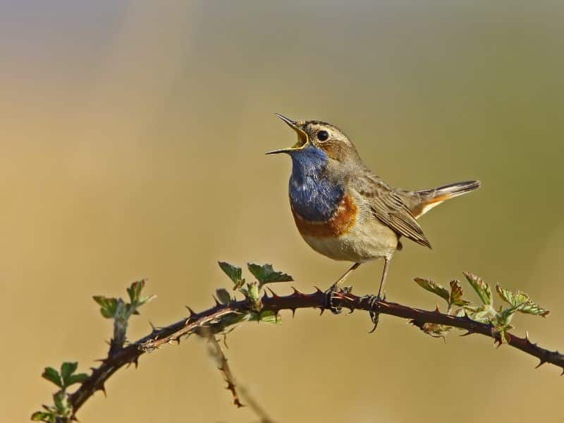 Vogels spotten Europa