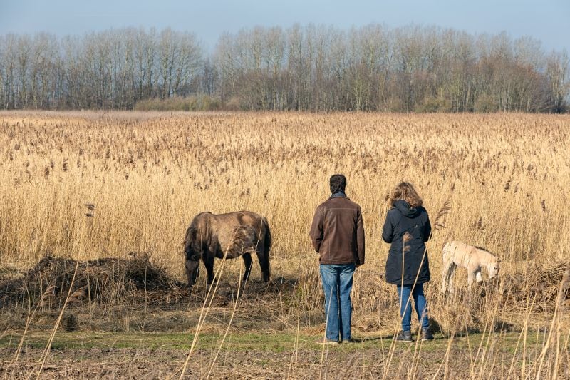 Naturcamping in den Niederlanden: Wollen auch Sie Pferden in freier Wildbahn so nah kommen?