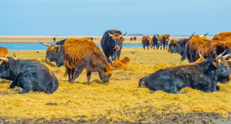 Naturparks zeigen, dass mit Rücksicht und Respekt ein Miteinander von Mensch und Tier ein einzigartigers Erlebnis ist.