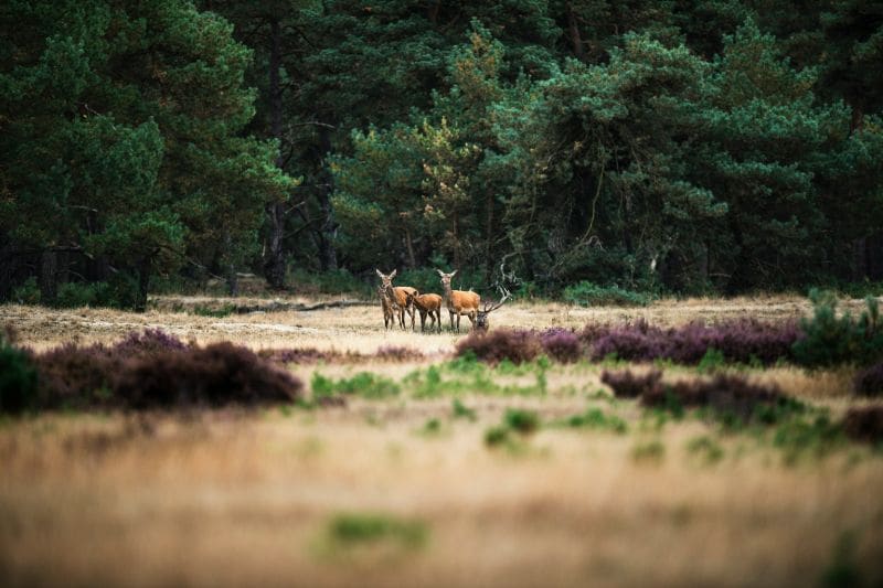 Auf Ihren Ausflügen in die Naturschutzgebiete kommen Sie Wildtieren so nah wie sonst nur selten.