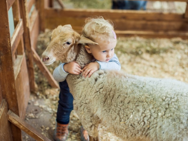 Lammetjes knuffelen bij Schapenboerderij Texel