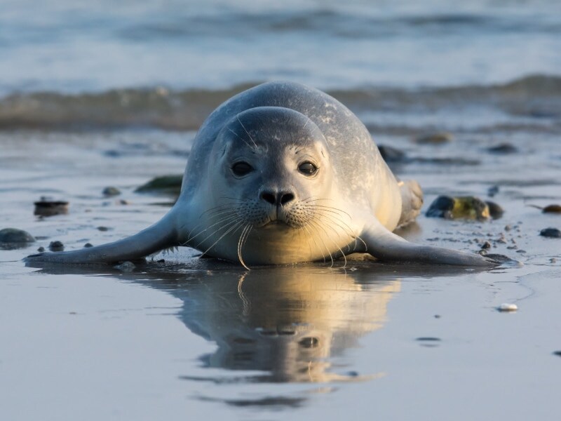 Zeehondencentrum Ecomare op Texel