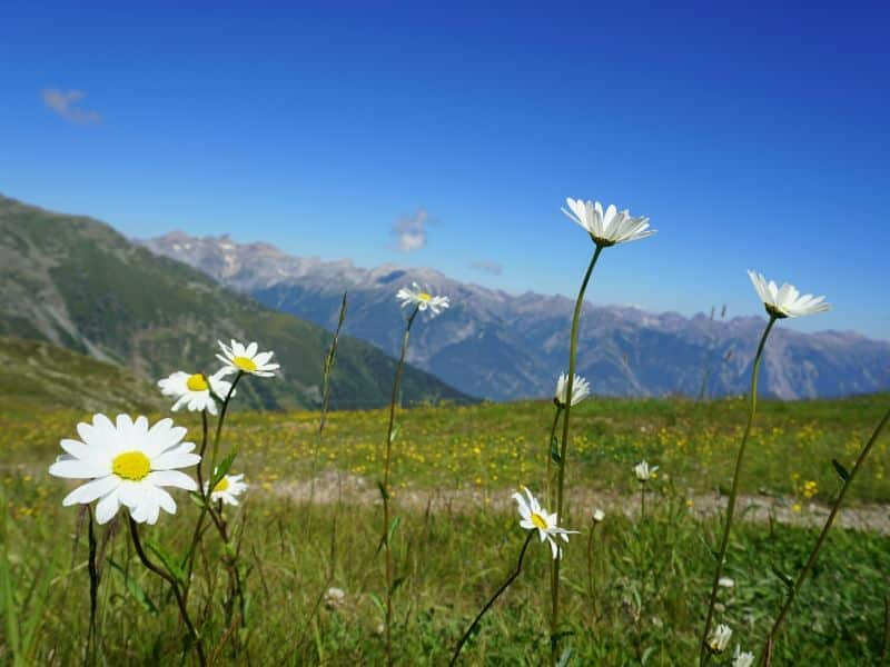 Gänseblümchen vor grünen Bergwiesen, mit Bergkette im Hintergrund