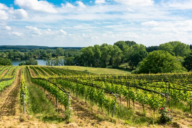 Weinberg bei Grebin im Naturpark Holsteinische Schweiz