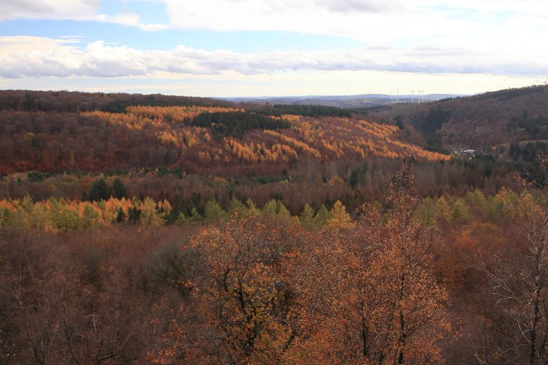 Traumschleifen, Wandern im Saarland, der Nationalpark Hunsrück-Hochwald