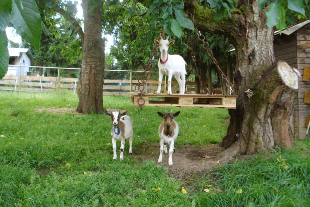 Geiten op camping am Bauernhof Duitsland