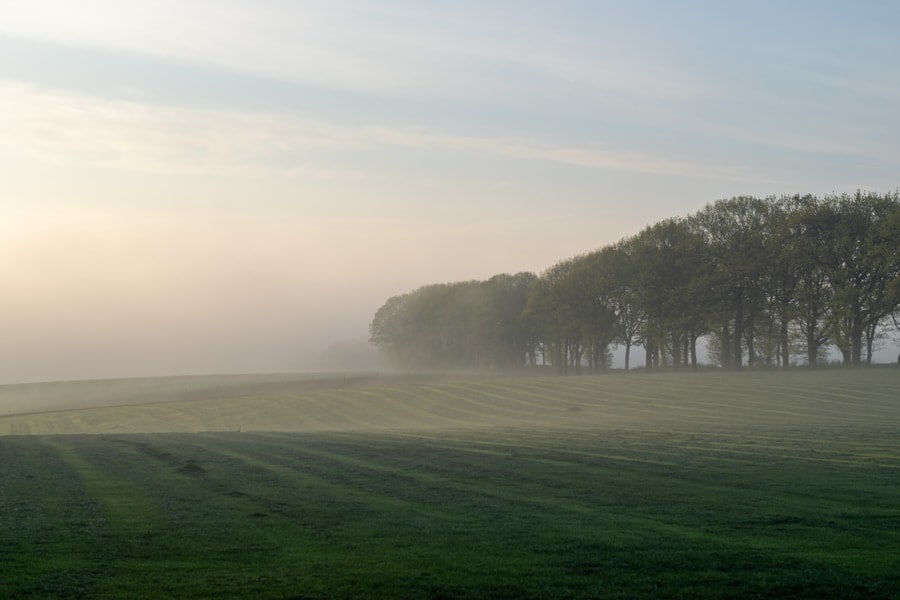 bos en veld in de mist